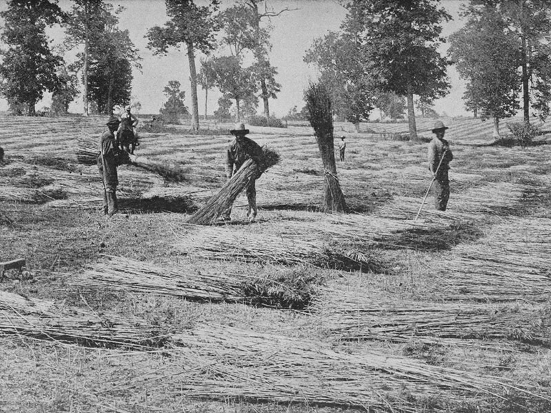 Hemp History and the University of Nevada Hemp Connection