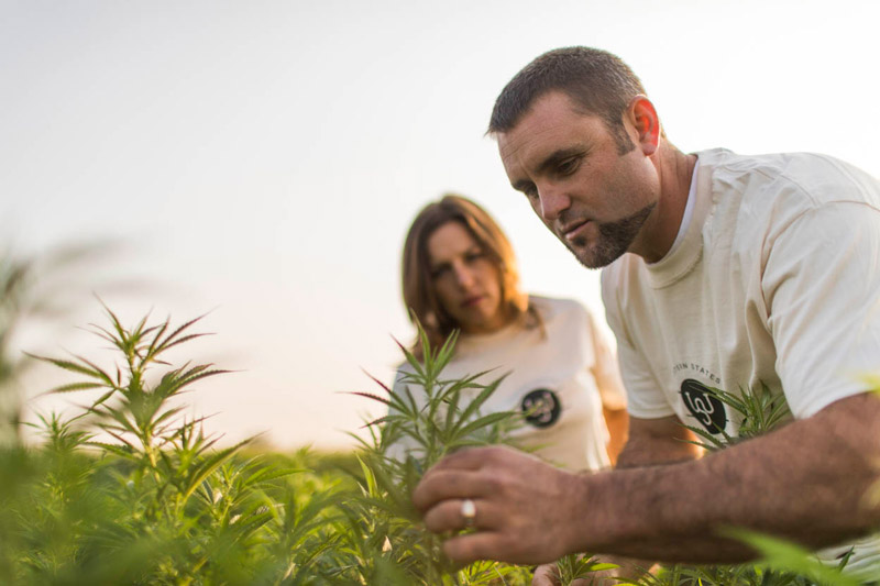 farmers inspecting hemp plants