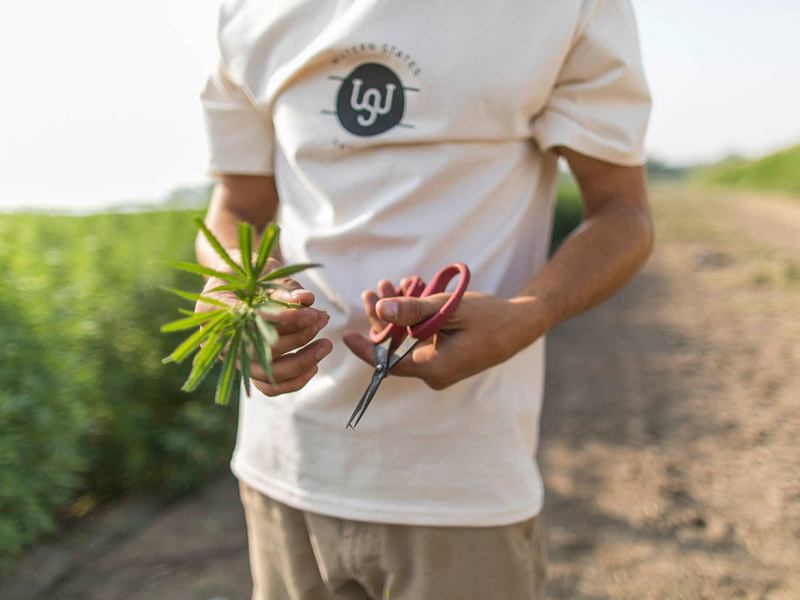 farmer holding seedlings before planting