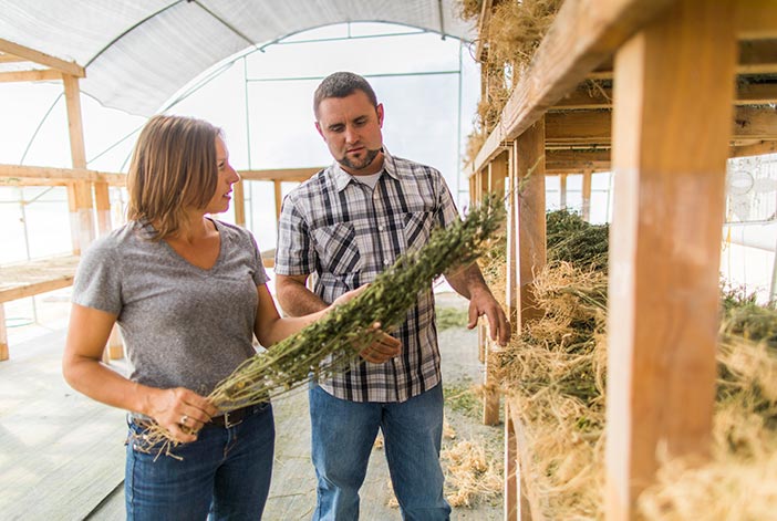 farmers reviewing hemp products