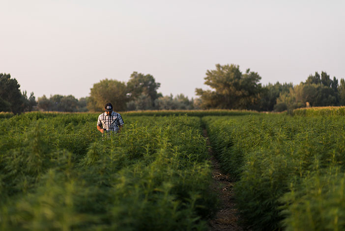 growing hemp for hemp fiber 